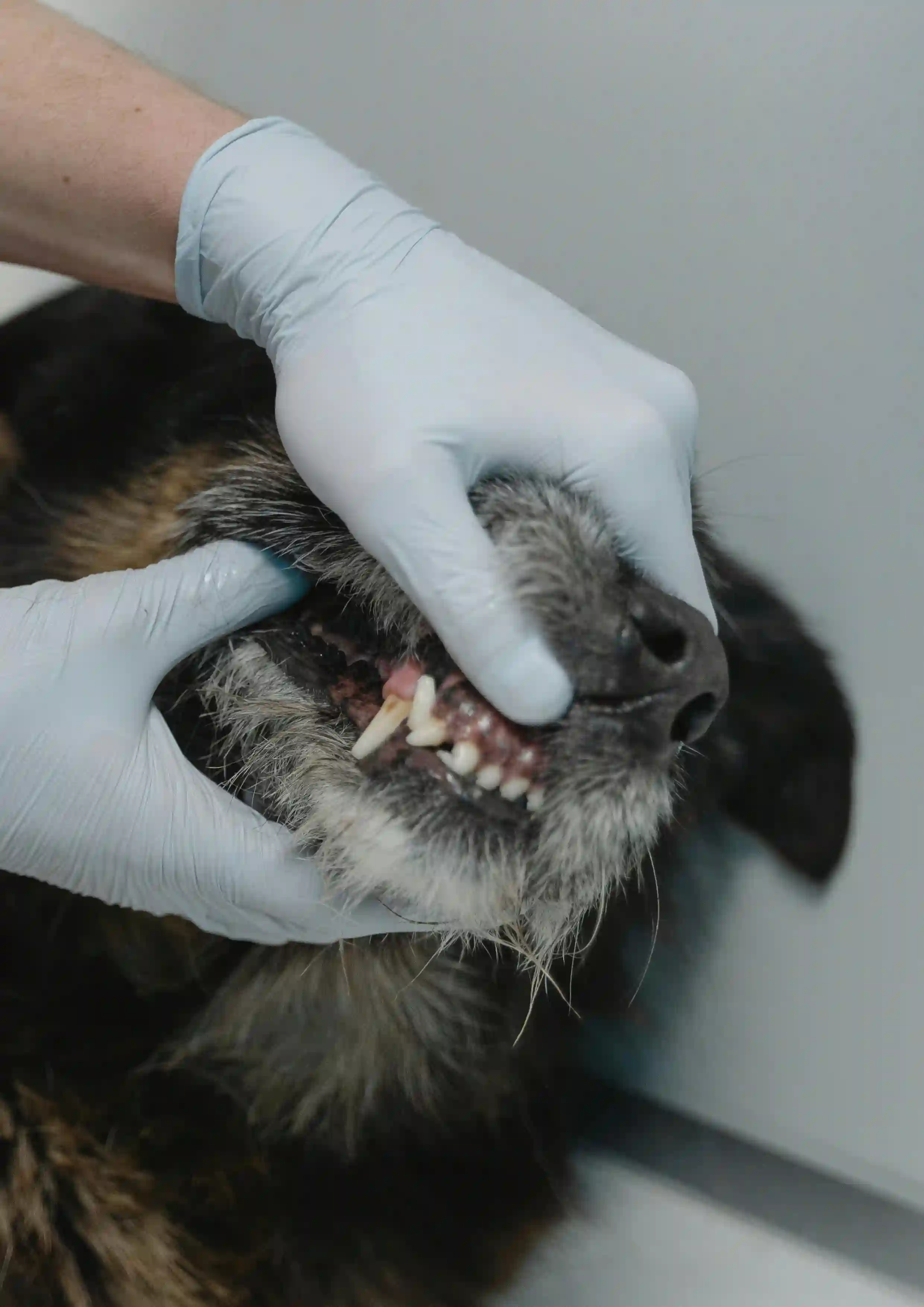 Pet dental care services