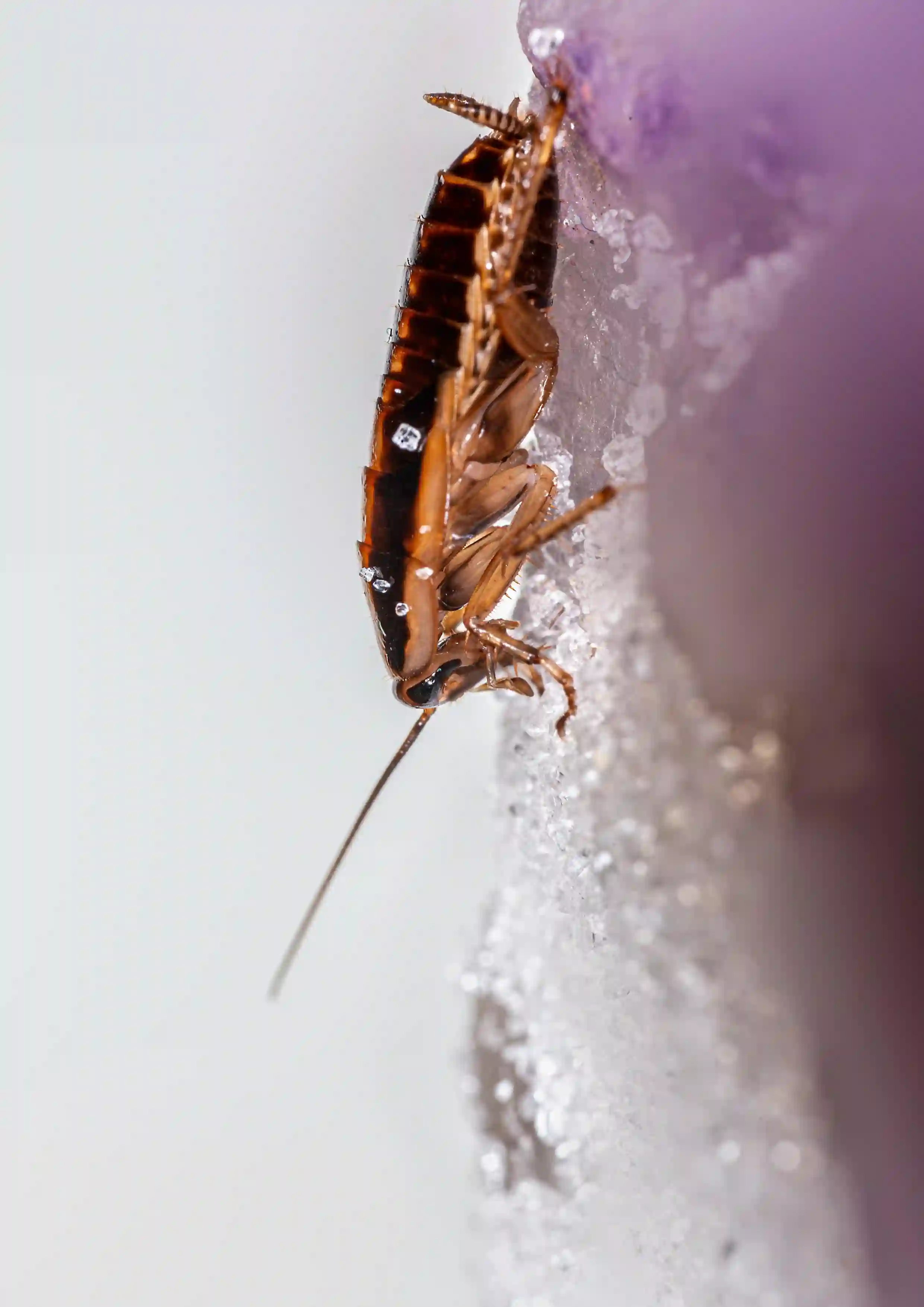 Pet Flea & Tick Control Services