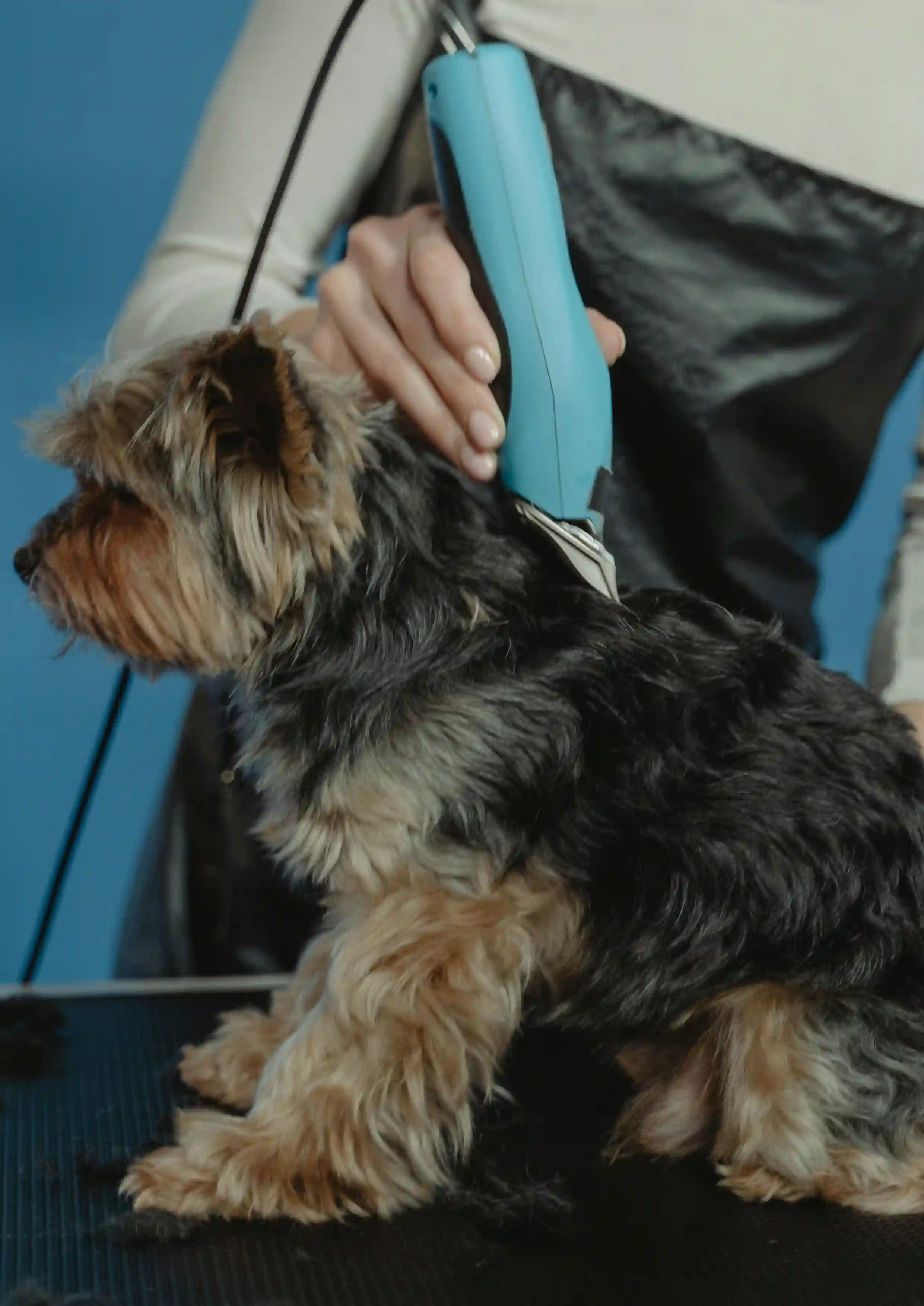 Pet grooming services