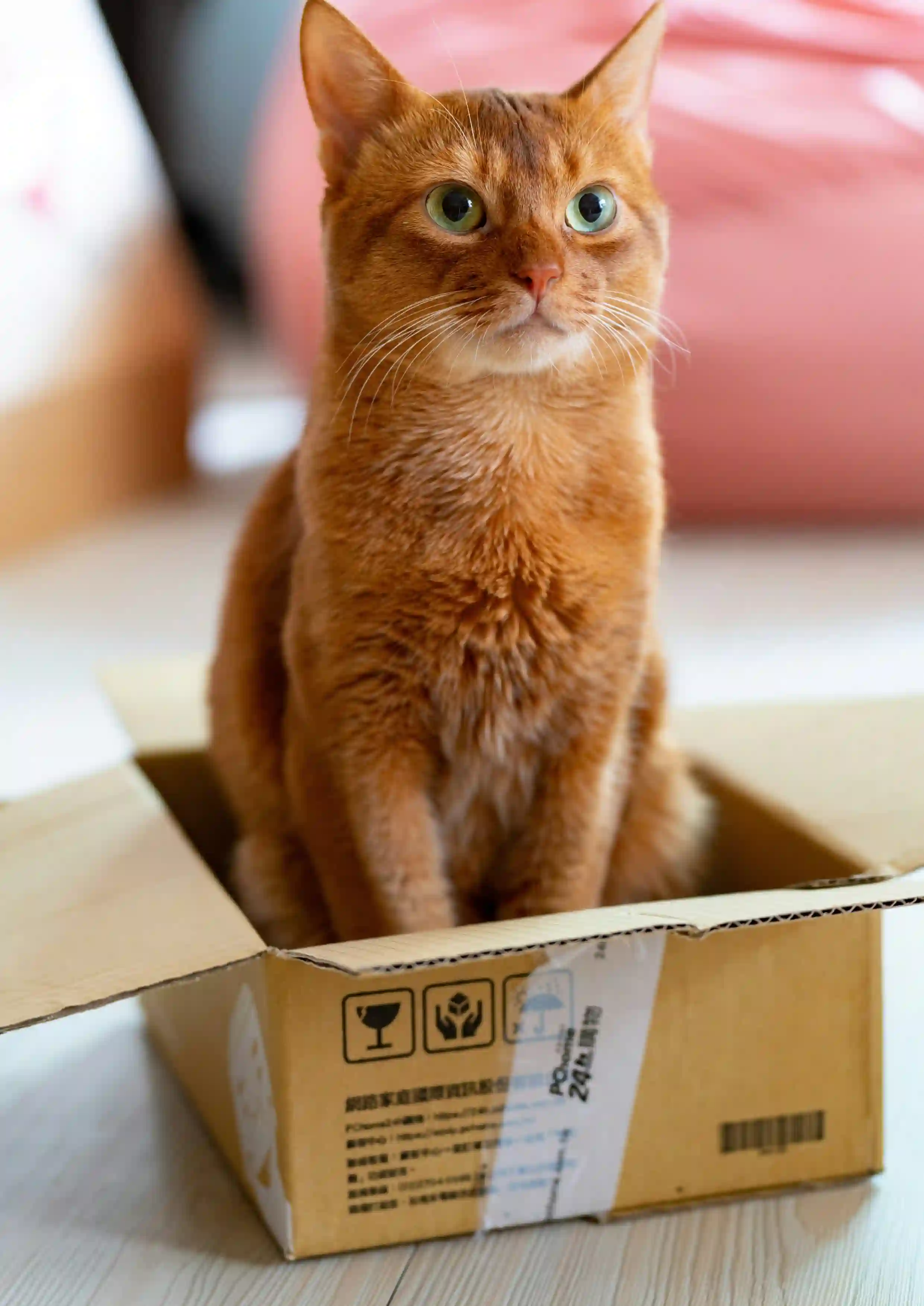 Pet training services